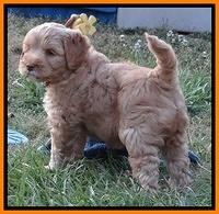 Cherie Blaze pups 7 weeks old 361