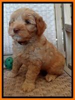 Cherie Blaze pups 7 weeks old 371