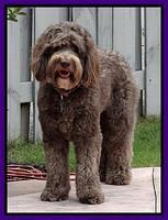 Coco July 2013 stand