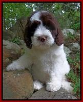 Individual puppy photo gallery