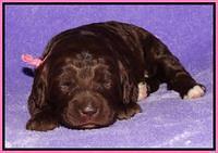 Coco Duke pups 2 wks old 11