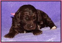 Coco Duke pups 2 wks old 31
