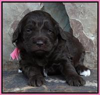 Coco Duke pups 3 wks old 11