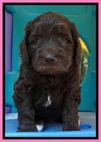 Coco Duke pups 5 wks old 71