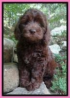 Coco Duke pups 8wks old 6400