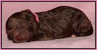 Coco Duke pups newborn 11