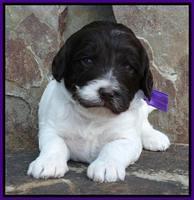 Coco Duke pups 3 wks old 41