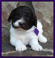 Coco Duke pups 3 wks old 51