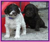 Coco Duke pups 4 wks old 321