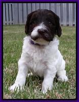 Coco Duke pups 4 wks old 41