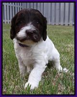 Coco Duke pups 4 wks old 51