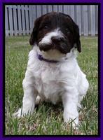 Coco Duke pups 4 wks old 61