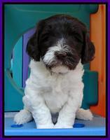 Coco Duke pups 5 wks old 101