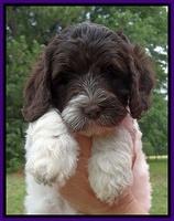Coco Duke pups 7 wks old 71