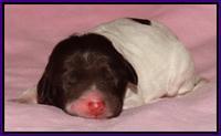 Coco Duke pups newborn 21