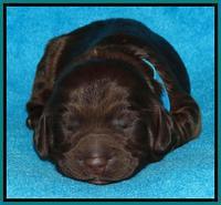 Coco Duke pups 1 wk old 71