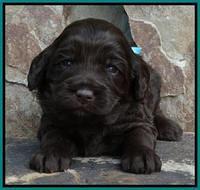 Coco Duke pups 3 wks old 61