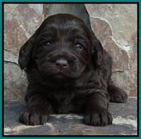 Coco Duke pups 3 wks old 71