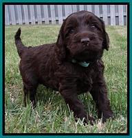 Coco Duke pups 4 wks old 91