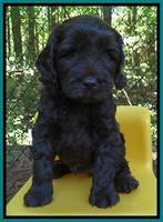 Coco Duke pups 6 wks old 111