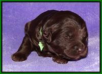 Coco Duke pups 2 wks old 111