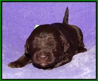 Coco Duke pups 2 wks old 131