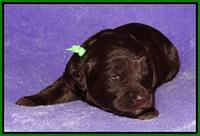 Coco Duke pups 2 wks old 141