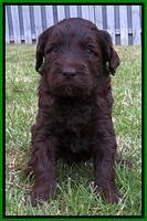 Coco Duke pups 4 wks old 101