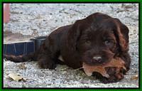 Coco Duke pups 5 wks old 181