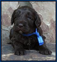 Coco Duke pups 3 wks old 121