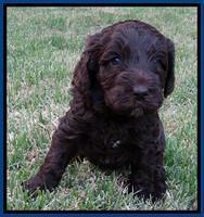 Coco Duke pups 4 wks old 121