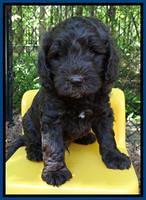 Coco Duke pups 6 wks old 161