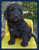 Coco Duke pups 6 wks old 181