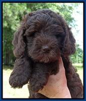 Coco Duke pups 7 wks old 221