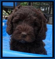 Coco Duke pups 7 wks old 231
