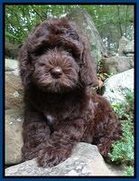 Coco Duke pups 8 wks old 21