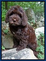Coco Duke pups 8 wks old 41