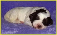 Coco Duke pups 2 wks old 201