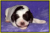 Coco Duke pups 2 wks old 211