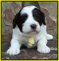 Coco Duke pups 3 wks old 151
