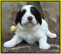 Coco Duke pups 3 wks old 161