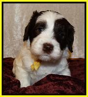 Coco Duke pups 4 wks old 161