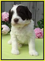 Coco Duke pups 4 wks old 171