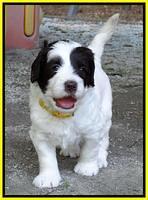 Coco Duke pups 4 wks old 191