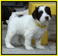 Coco Duke pups 4 wks old 251