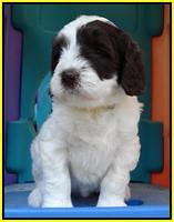 Coco Duke pups 5 wks old 241