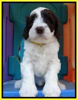 Coco Duke pups 5 wks old 251