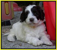 Coco Duke pups 5 wks old 261