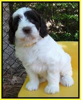 Coco Duke pups 6 wks old 191