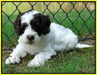 Coco Duke pups 6 wks old 201